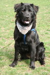 Sherlock - ADOPTED 05.18.12