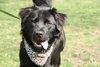 Sherlock - ADOPTED 05.18.12