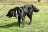 Sherlock - ADOPTED 05.18.12