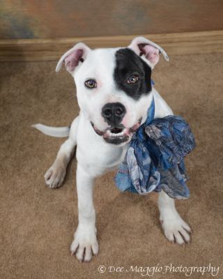 Sugar Baby - ADOPTED 04.22.12
