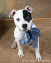 Sugar Baby - ADOPTED 04.22.12