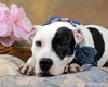 Sugar Baby - ADOPTED 04.22.12