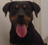 Rikki Tikki Tavi - ADOPTED 04.16.12