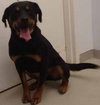 Rikki Tikki Tavi - ADOPTED 04.16.12