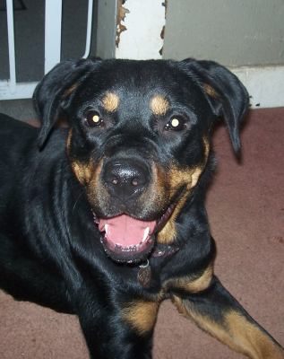 Rikki Tikki Tavi - ADOPTED 04.16.12