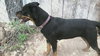 Rikki Tikki Tavi - ADOPTED 04.16.12