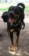 Rikki Tikki Tavi - ADOPTED 04.16.12
