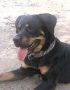 Rikki Tikki Tavi - ADOPTED 04.16.12