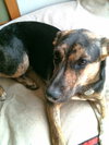 Angelique-ADOPTED-6.24.12