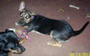 Angelique-ADOPTED-6.24.12