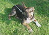 Angelique-ADOPTED-6.24.12
