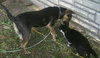 Angelique-ADOPTED-6.24.12