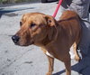 Rosalie - ADOPTED 03.02.13