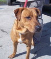 Rosalie - ADOPTED 03.02.13