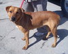Rosalie - ADOPTED 03.02.13