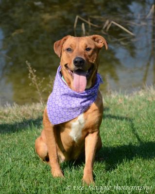 Rosalie - ADOPTED 03.02.13