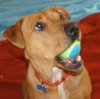 Rosalie - ADOPTED 03.02.13