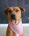 Rosalie - ADOPTED 03.02.13