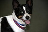 Rio-ADOPTED 12.26.12