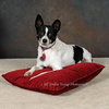 Rio-ADOPTED 12.26.12
