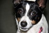 Rio-ADOPTED 12.26.12
