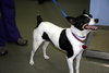 Rio-ADOPTED 12.26.12