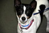 Rio-ADOPTED 12.26.12