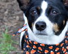 Rio-ADOPTED 12.26.12
