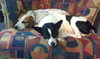 Rio-ADOPTED 12.26.12