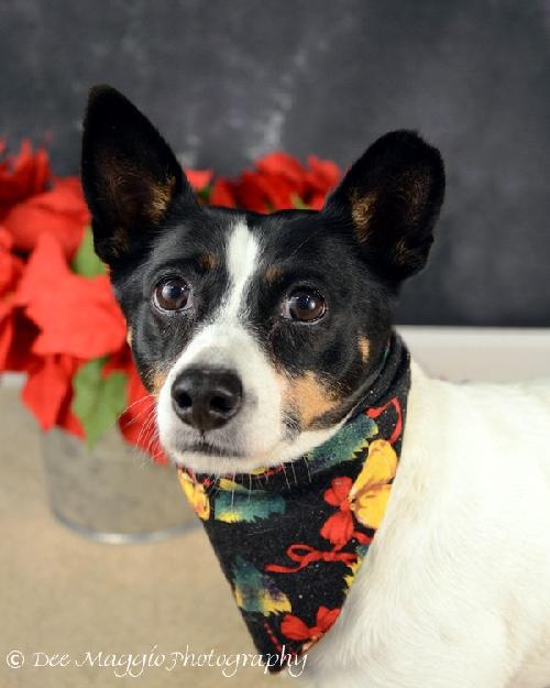 Rio-ADOPTED 12.26.12