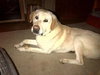Roscoe - ADOPTED