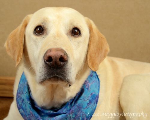 Roscoe - ADOPTED