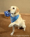 Roscoe - ADOPTED
