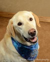 Roscoe - ADOPTED