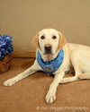 Roscoe - ADOPTED