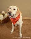Roscoe - ADOPTED