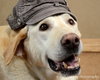 Roscoe - ADOPTED