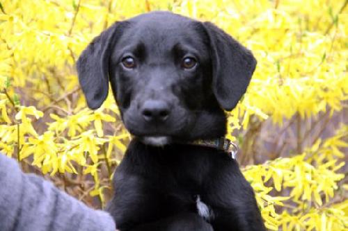 Se Litter-Mario-ADOPTED-4.16.12