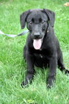 Se Litter-Mario-ADOPTED-4.16.12
