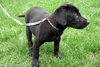 Se Litter-Mario-ADOPTED-4.16.12