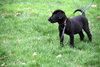 Se Litter-Mario-ADOPTED-4.16.12