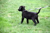 Se Litter-Mario-ADOPTED-4.16.12