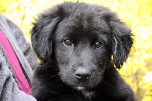 Se Litter - Luigi - ADOPTED 04.01.12