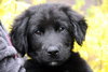 Se Litter - Luigi - ADOPTED 04.01.12