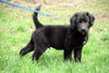 Se Litter - Luigi - ADOPTED 04.01.12