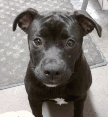 Minnie-ADOPTED-3.26.12