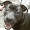 Minnie-ADOPTED-3.26.12
