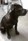 Minnie-ADOPTED-3.26.12