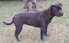 Minnie-ADOPTED-3.26.12