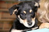 Arrosa - ADOPTED 10.30.17